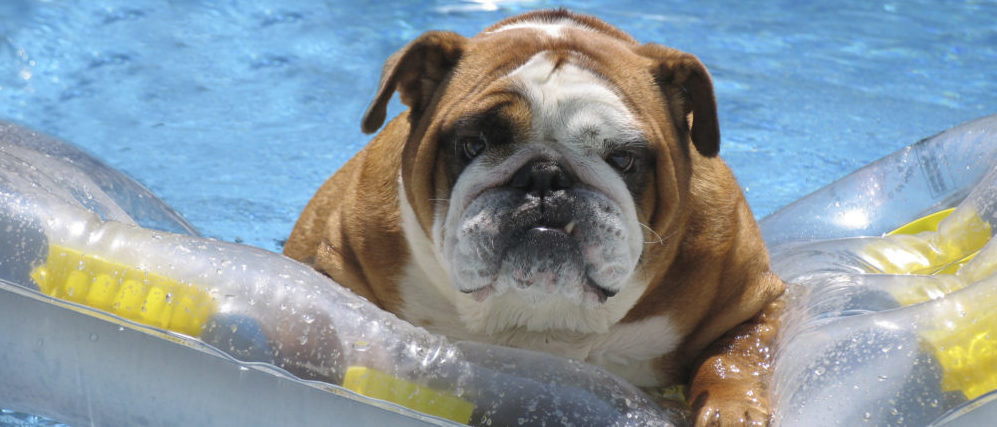 Keep Your Pet Safe - LasVegasRealEstate.com
